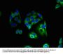 KCNK13 Antibody