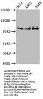 XAB2 Antibody