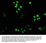 XAB2 Antibody