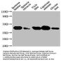 GLO1 Antibody