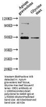 CRD1 Antibody