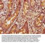 BUD13 Antibody