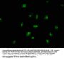 BUD13 Antibody
