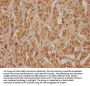 WDR83 Antibody