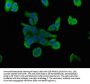 WDR83 Antibody