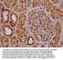 PCGF1 Antibody