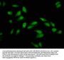 PCGF1 Antibody
