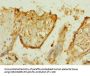 TTLL2 Antibody