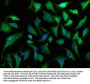 CARD6 Antibody