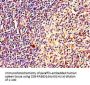 PINK1 Antibody
