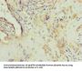 AP1M1 Antibody