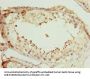 SCAPER Antibody