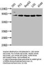 NLN Antibody