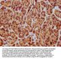 NLN Antibody