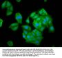 NLN Antibody