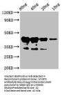 MYB75 Antibody