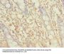 SLC6A16 Antibody