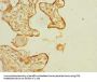 SLC6A16 Antibody