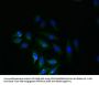 SLC6A16 Antibody