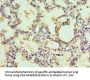 EGLN1 Antibody