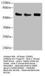 CSRNP2 Antibody