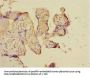 CSRNP2 Antibody
