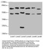 CSRNP2 Antibody