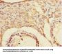 CSRNP2 Antibody