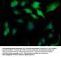 WDR41 Antibody