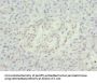 NMNAT1 Antibody