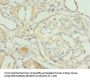 NMNAT1 Antibody