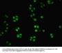NMNAT1 Antibody