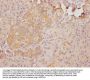ZFYVE1 Antibody