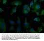 CAPN10 Antibody