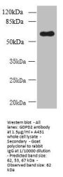 GDPD2 Antibody