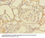 GDPD2 Antibody