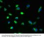 GDPD2 Antibody