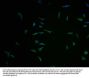 AGO4 Antibody