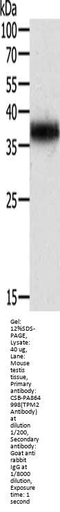 TPM2 Antibody