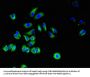 SLC40A1 Antibody