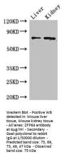 ZFP64 Antibody