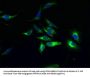 GPR84 Antibody