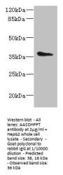 AASDHPPT Antibody