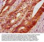 DEPP1 Antibody