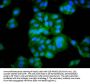DEPP1 Antibody