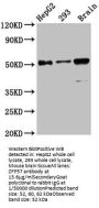 ZFP57 Antibody