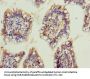 OSER1 Antibody