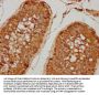 MIOS Antibody
