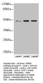 GPR83 Antibody