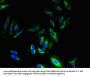 GPR83 Antibody